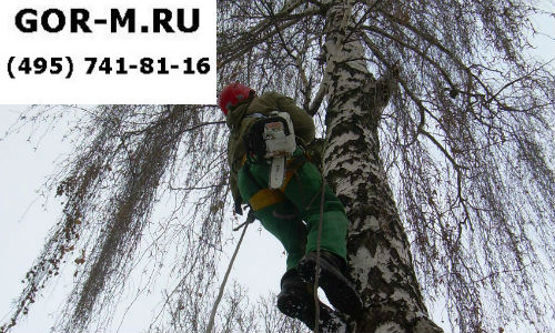 Кронирование деревьев в Москве 